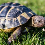 In Eckersdorf wurden zwei Schildkröten aus einem Garten gestohlen. Symbolfoto: pixabay