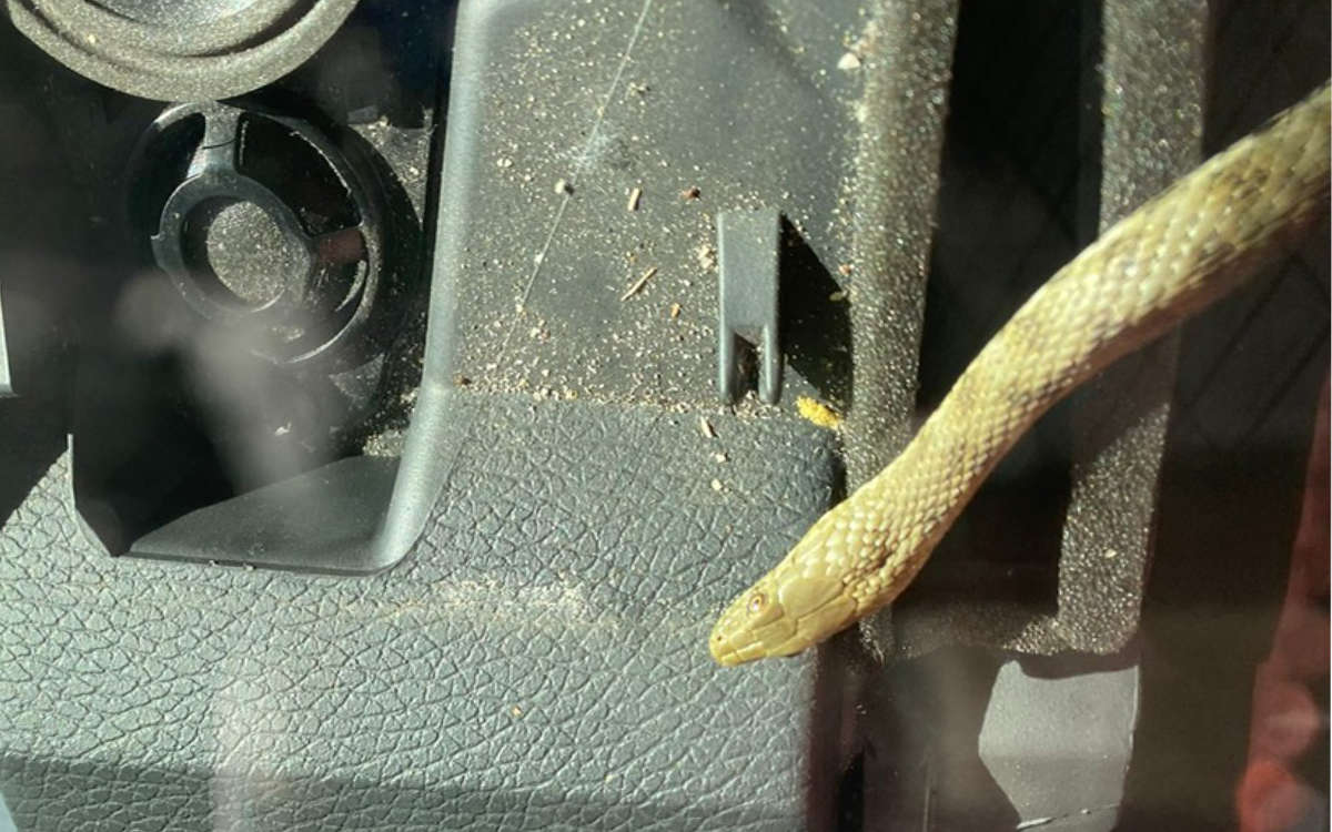 Eine Familie fand auf der Heimreise im Kreis Bayreuth während der Fahrt plötlzlich eine Schlange im Auto. Foto: Verkehrspolizei Bayreuth