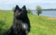 Ein Hund eines Polizisten hat in Muhr am See einen Vermissten gefunden - und womöglich das Leben gerettet. Foto: Polizei