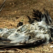 In Pinzberg in der Fränkischen Schweiz wurden tote Krähen zur Abschreckung ihrer Artgenossen an einem Feld aufgehängt. Symbolbild: Pixabay