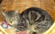 Kater Schnucki aus dem Tierheim Bayreuth sucht en neues Zuhause: Bild: Tierheim Bayreuth