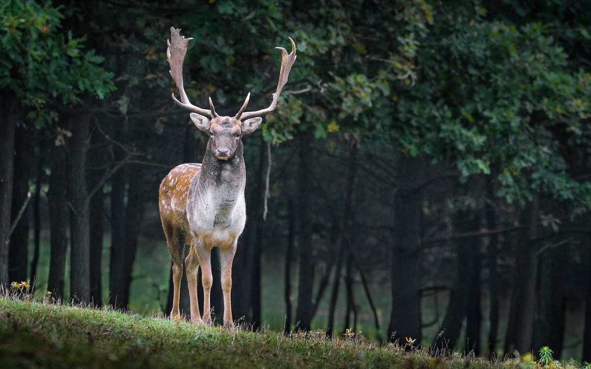 Im Wildpark Schloss Tambach ringen Tiere mit dem Tod. 