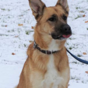 Labrador-Schäferhund Simba aus dem Tierheim Bayreuth würde sich sehr über ein neues Herrchen oder Frauchen freuen. Bild: Tierheim Bayreuth