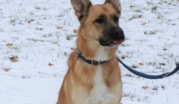 Labrador-Schäferhund Simba aus dem Tierheim Bayreuth würde sich sehr über ein neues Herrchen oder Frauchen freuen. Bild: Tierheim Bayreuth