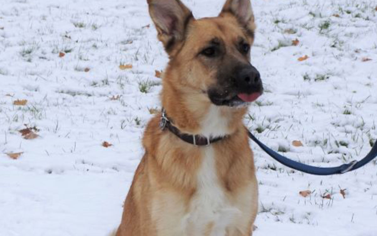 Labrador-Schäferhund Simba aus dem Tierheim Bayreuth würde sich sehr über ein neues Herrchen oder Frauchen freuen. Bild: Tierheim Bayreuth