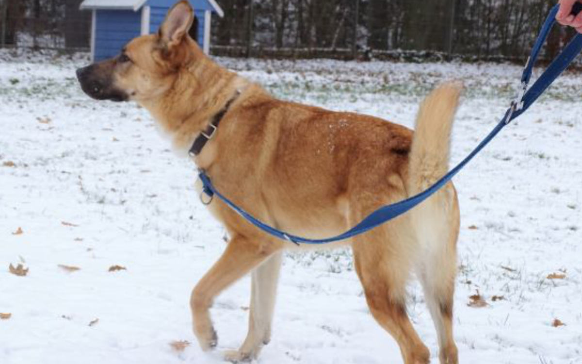 Das Laufen an der Leine muss mit Simba noch geübt werden. Aber das kriegt er sicher noch hin. Bild: Tierheim Bayreuth