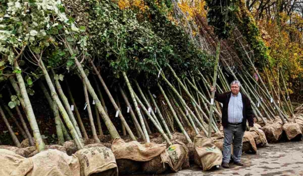 Ein Baumpflegefonds für Bayreuth: Stadtgartenamtsleiter Robert Pfeifer mit zu pflanzenden neuen Jungbäumen. Foto: Stadt Bayreuth