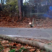 Baumfällarbeiten in Marktredwitz: Ein Passant wurde verletzt, weil der Baum in die falsche Richtung fiel. Bild: Polizei Marktredwitz