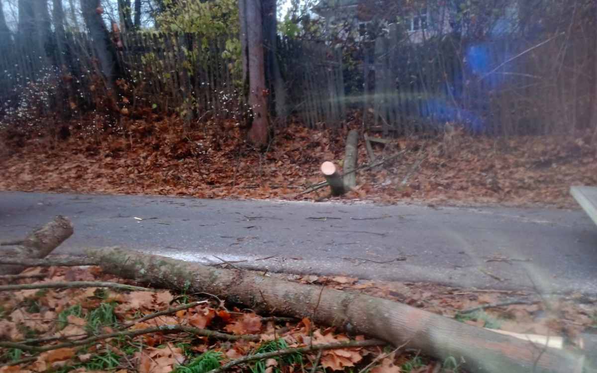 Baumfällarbeiten in Marktredwitz: Ein Passant wurde verletzt, weil der Baum in die falsche Richtung fiel. Bild: Polizei Marktredwitz