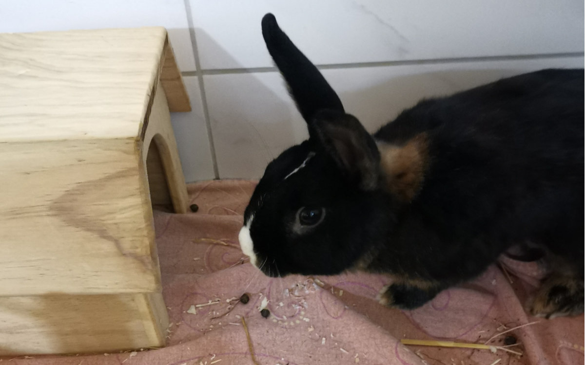 Rocky aus dem Tierheim Bayreuth. Die drei sollen noch etwas schüchtern sein. Bild: Tierheim Bayreuth