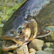 Aus einem Teich im Gefreeser Ortsteil Kornbach im Kreis Bayreuth wurden mehrere Forellen und Karpfen gestohlen. Symbolbild: Pixabay