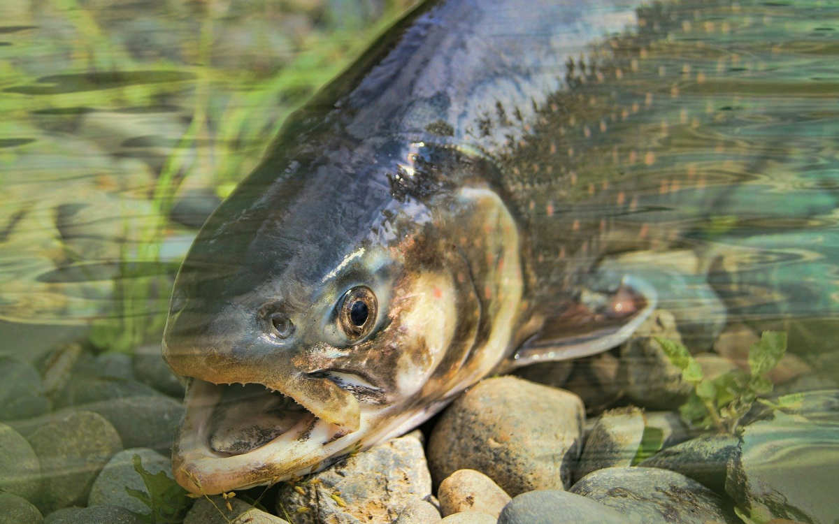 Aus einem Teich im Gefreeser Ortsteil Kornbach im Kreis Bayreuth wurden mehrere Forellen und Karpfen gestohlen. Symbolbild: Pixabay