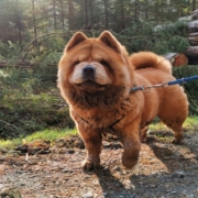 Hündin Luna tanzt manchmal vor Freude. Foto: Tierheim Bayreuth