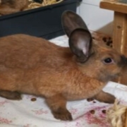 Hasenmama Arizona sucht ein Zuhause für sich und ihre beiden Kinder. Foto: Tierheim Bayreuth