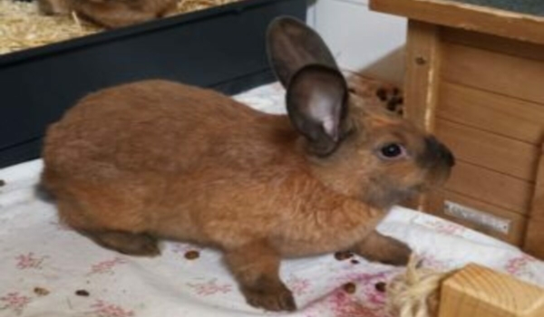 Hasenmama Arizona sucht ein Zuhause für sich und ihre beiden Kinder. Foto: Tierheim Bayreuth