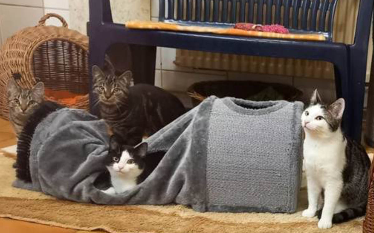 Die vier Katzen Lydia, Elmo, Luca und Cosmo (v.l.) aus dem Tierheim Bayreuth würden sich sehr über eine neue Unterkunft freuen. Bild: Tierheim Bayreuth