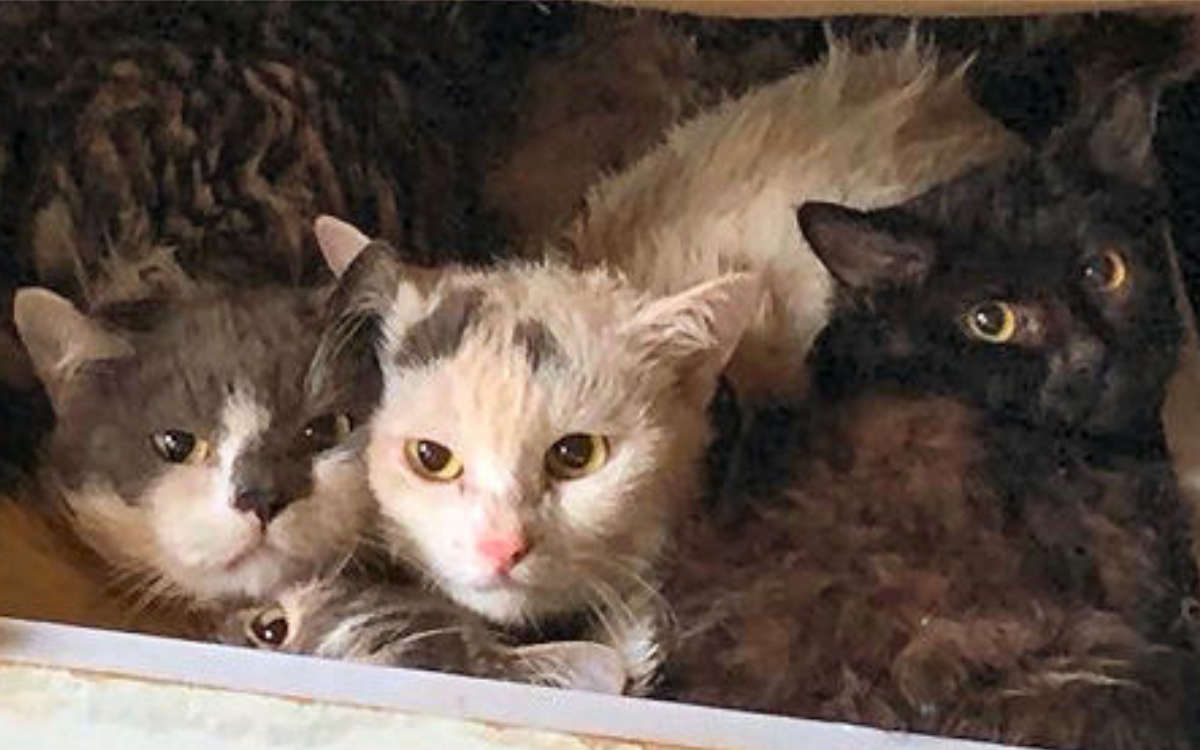 In einer kleinen Wohnung in Diepersdorf wurden 115 verwahrloste Katzen entdeckt. Ans Licht kam das Animal-Hoarding nur durch einen Wasserschaden. Foto: Tierheim Hersbruck