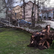 Schon am 17. Februar wütete ein Orkan in Bayreuth. Hier hat es einen Baum in der Frankenstraße entwiurzelt. Archivfoto: privat