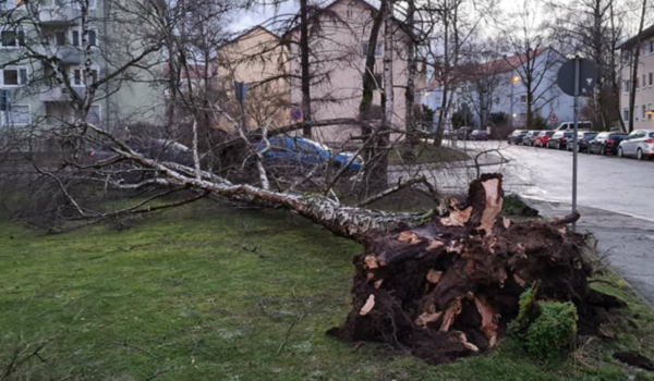 Schon am 17. Februar wütete ein Orkan in Bayreuth. Hier hat es einen Baum in der Frankenstraße entwiurzelt. Archivfoto: privat