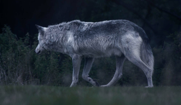 Wölfe in Bayreuth und Umgebung sind keine Seltenheit. Allerdings meiden die Tiere den Menschen. Symbolbild: pixabay