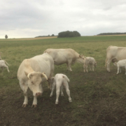 Der Biohof Lochmüller zwischen Bindlach und Bad Berneck im Landkreis Bayreuth verkauft auf Bestellung frisches Rindfleisch vom eigenen Hof. Bild: Biohof Lochmüller