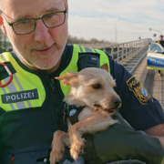 Mehrere Anrufe gingen bei der Polizei Mittelfranken ein wegen eines entlaufenen Hundes. Dieser war auf einer Schnellstraße unterwegs. Foto: Polizei Mittelfranken/ Facebook