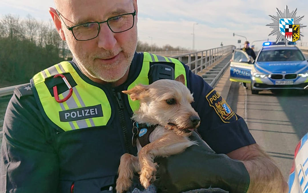 Mehrere Anrufe gingen bei der Polizei Mittelfranken ein wegen eines entlaufenen Hundes. Dieser war auf einer Schnellstraße unterwegs. Foto: Polizei Mittelfranken/ Facebook