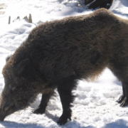 Die Pseudowut bricht im Landkreis Bayreuth aus. Worauf Hundebesitzer jetzt achten sollten. Foto: Wildpark Waldhaus Mehlmeisel