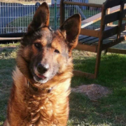 Schäferhund Zulu sucht ein neues Zuhause. Da er noch manchmal etwas wackelig auf den Beinen ist, braucht er einen Trainingspartner, der mit ihm Muskeln aufbaut. Foto: Tierheim Bayreuth