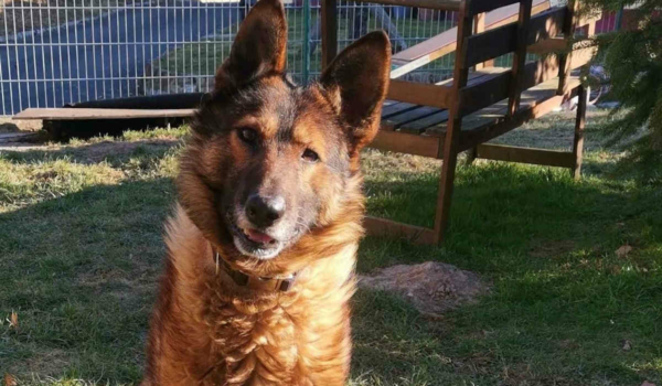 Schäferhund Zulu sucht ein neues Zuhause. Da er noch manchmal etwas wackelig auf den Beinen ist, braucht er einen Trainingspartner, der mit ihm Muskeln aufbaut. Foto: Tierheim Bayreuth