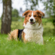 Hund Sammy sucht ein neues Zuhause. Foto: Pfotogalerie/Tierheim Bayreuth