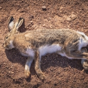 Ein Tierquäler tötete am Montag, 4. April 2022, einen Wildhasen in Oberfranken. Symbolfoto: Pixabay