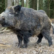 Das Wildschwein Putin im Wildpark Mehlmeisel hat einen neuen Namen: Eberhofer. Am Dienstag wird er offiziell umgetauft. Bild: Wildpark Waldhaus Mehlmeisel