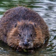 Gefährliche Biber: Das Landratsamt Bamberg warnt Hundehalter davor, Hunde in Wassernähe unangeleint laufen zu lassen. Symbolbild: Pixabay