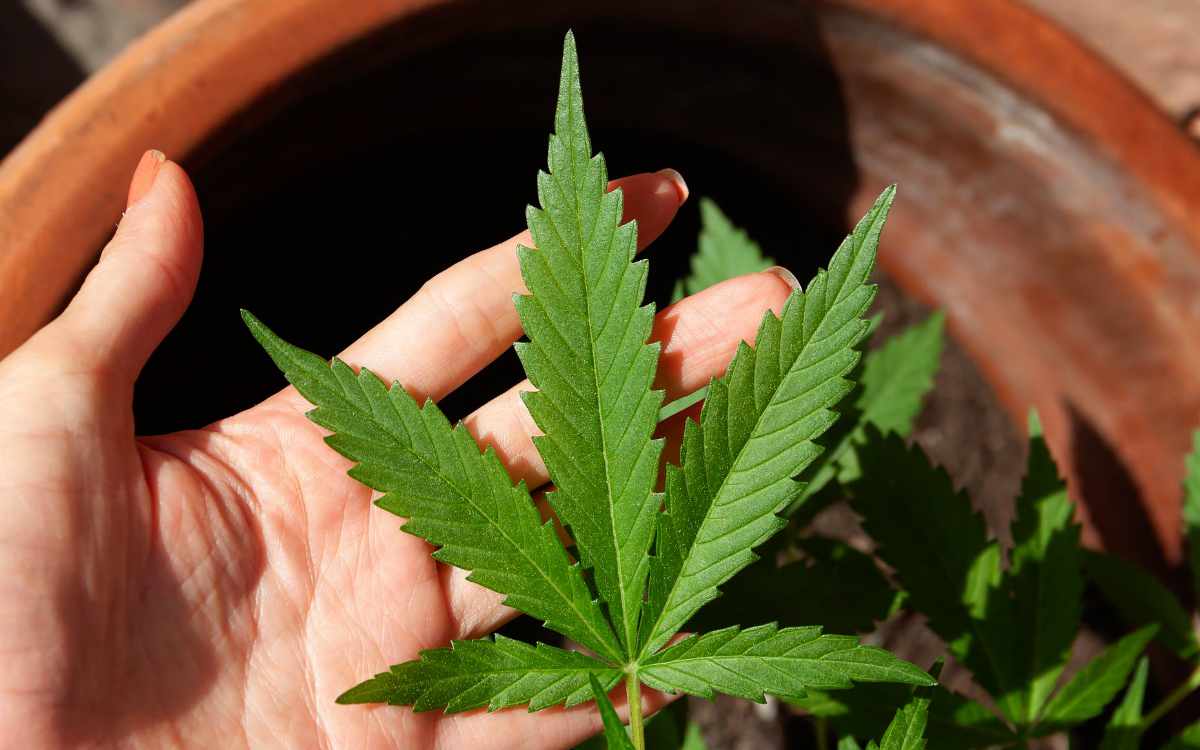 Cannabis soll in Deutschland 2023 legal werden. Das hat Justizminister Marco Buschmann (FDP) am Montag (9. Mai 2022) versprochen. Symbolbild: Pixabay