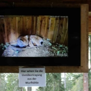 Wildpark Mehlmeisel: Luchsdame Diana brachte am Muttertag 2022 zwei Jungtiere zur Welt: Bild: Wildpark Waldhaus Mehlmeisel
